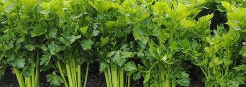 Чем полезен сельдерей: свойства для красоты и здоровья