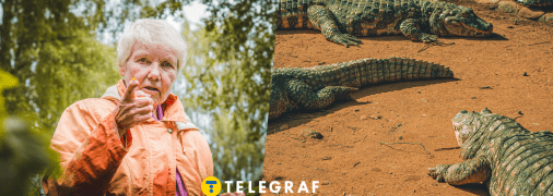Курйозне відео про бабусю та крокодилів