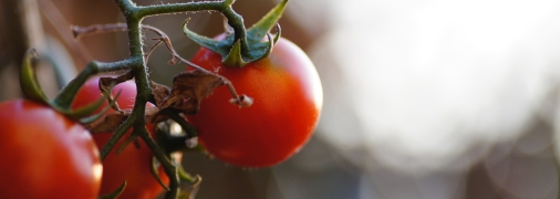 Чим підгодувати помідори
