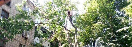 Не было ни ветра, ни дождя: в Харькове огромный клен рухнул на пятиэтажку, распотрошив балконы и окна (фото, видео)