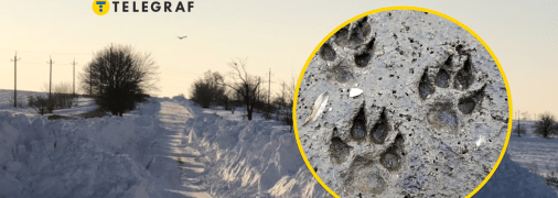 Шакалы начали часто наведываться во дворы людей в Одесской области