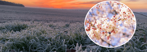 Цвіт під загрозою під час заморозків