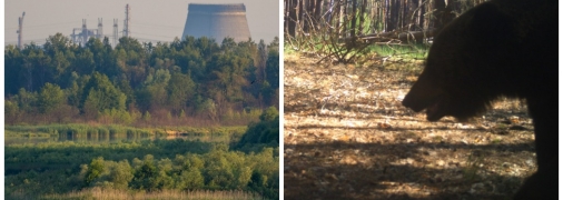 Бурый медведь смог скрыться от русских захватчиков