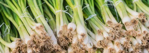 Як підготувати сіянку