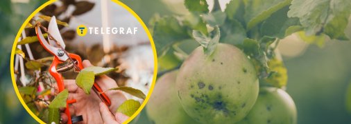 Не варто обрізати дерева восени – краще відкласти це до весни