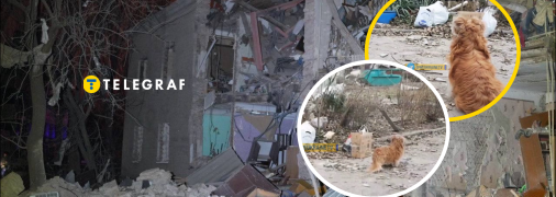 Верный пес не отходит от погибшего хозяина