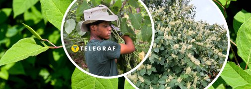 Японська гречка — шкідлива інвазивна рослина