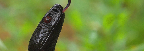 Гадюка Никольского