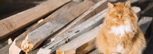 Яке сьогодні свято — Акіла Солом’яний