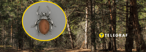 У лісі чоловіку трапився жук, схожий на прикрасу