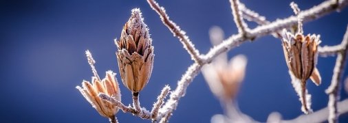 На Великдень в Україні можуть вдарити нічні заморозки