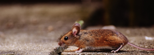 Позбутися шкідників просто