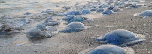 Медузы, комары и божьи коровки: отдых в Бердянске превратился в тяжелое испытание (фото)