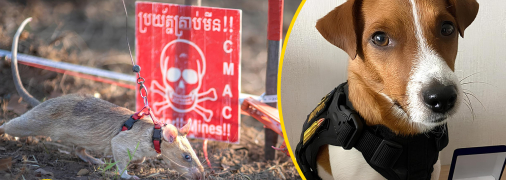 Африканская крыса поражает рекордами