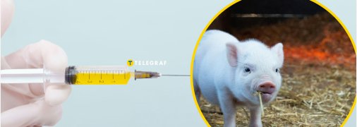 Поросенок, укол вакцины