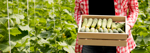 Пам’ятайте про важливе правило при вирощуванні огірків