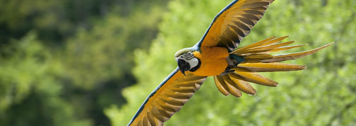 Ара цього виду сині згори і жовті знизу