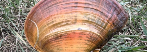 Китайський молюск у Дністровському лимані