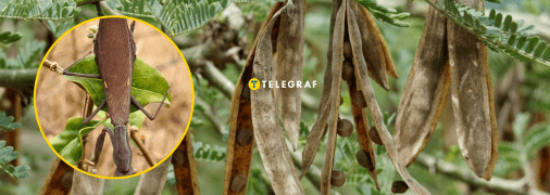 Богомол маскується в листі