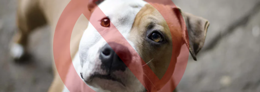 Стаффордширский терьер