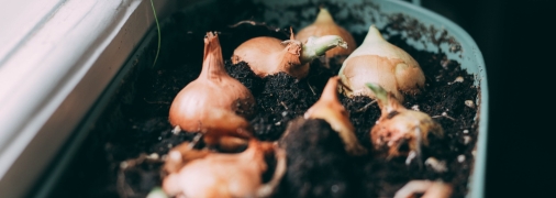 Осінь – сезон посадки цибулі