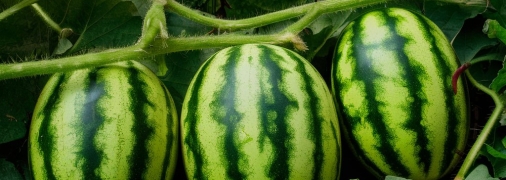 Процесс высадки арбузов важно проводить в определенные сроки (изображение создано с помощью ИИ)