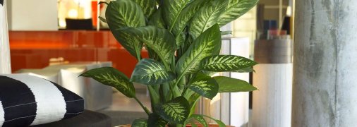 Некоторые цветы не стоит ставить у кровати