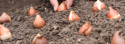 Как правильно высаживать тюльпаны