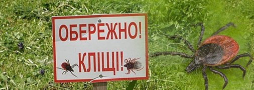Як захиститися від кліщів і що робити при укусі: доступна інфографіка