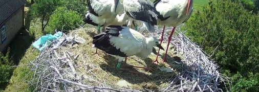 Грицько на природе, Одарка на гнезде: как по ногам определить пол аиста