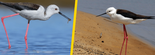 Кулик-довгоніг