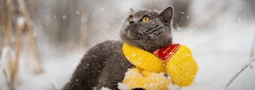 Картинки с первым снегом