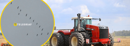 Птахи в полі