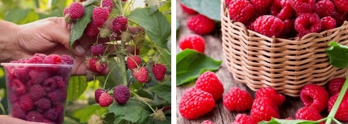 Малина порадує солодкими ягодами, якщо у травні її гарно удобрити