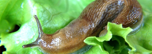 Брюхоногий молюск залишає неприємні сліди