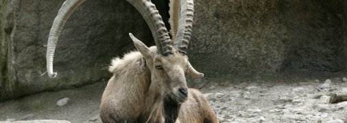 Альпийский горный козёл