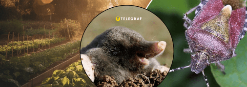 Вредители на огороде