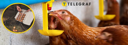 Курица пьет воду из поилки