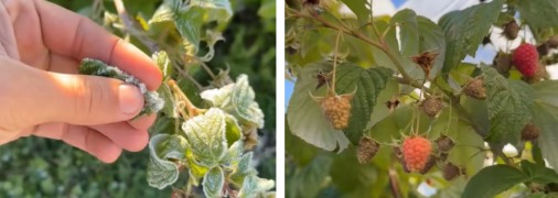 Є кілька способів врятувати малину від заморозків