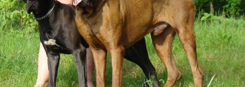 Японская тоса попала в список самых опасных пород