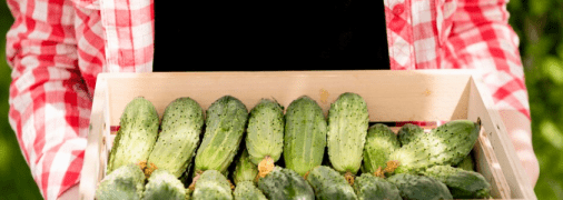 Эффективное удобрение для огурцов