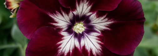 Петуния требовала правильного ухода (изображение создано с помощью ИИ)