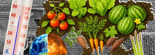 Кавуни з центру не дотягують до Херсонських, а цибуля на заході потерпає від вологості. Фото Колаж "Телеграфа"