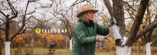 Побілка дерев захистить їх узимку