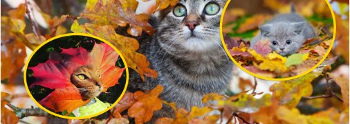 Котики в осенних листьях