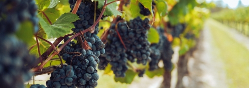 Підготуйте виноград до зимівлі