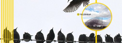 Мурмурация скворцов