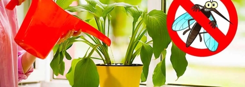 Растения могут быть хорошим способом борьбы с комарами