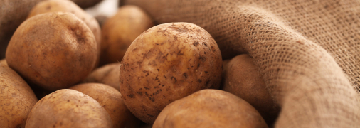 Перед отправкой картошки на хранение следует ее просушить