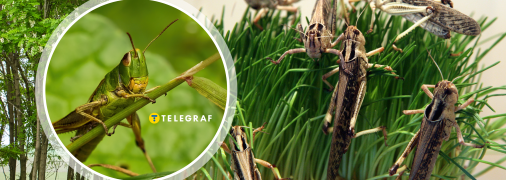 Опасный вредитель уничтожает растительность в одной из областей Украины - под угрозой и другие регионы (видео)